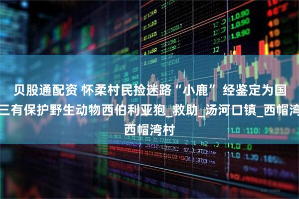 贝股通配资 怀柔村民捡迷路“小鹿” 经鉴定为国家三有保护野生动物西伯利亚狍_救助_汤河口镇_西帽湾村